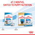 ROYAL CANIN GIANT Starter für tragende Hündin und Welpen sehr großer Rassen