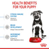ROYAL CANIN MAXI Puppy Trockenfutter für Welpen großer Rassen