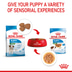 ROYAL CANIN Mini Puppy Welpenfutter Nass für kleine Hunde