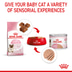 ROYAL CANIN MOTHER & BABYCAT Mousse für tragende Katzen und Kitten