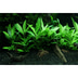 Tropica Aquariumpflanze Hygrophila corymbosa 'Siamensis 53B'