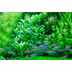 Tropica Aquariumpflanze Lobelia cardinalis