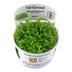Tropica Aquariumpflanze Micranthemum tweediei 'Monte Carlo'