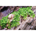 Tropica Aquariumpflanze Micranthemum tweediei 'Monte Carlo'