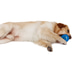 ZooRoyal Hundespielzeug Dental Ball blau