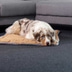 ZooRoyal Premium Haustier Kuscheldecke Luna 115x71 cm