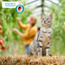 ZooRoyal Minkas Kitten Huhn und Lachs