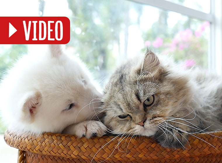 Hund Und Katze Zusammen Halten fotogra arik