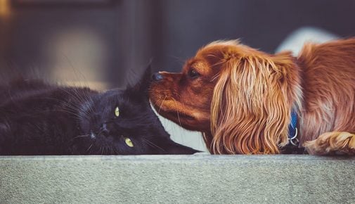 Hund und Katze aneinander gewöhnen