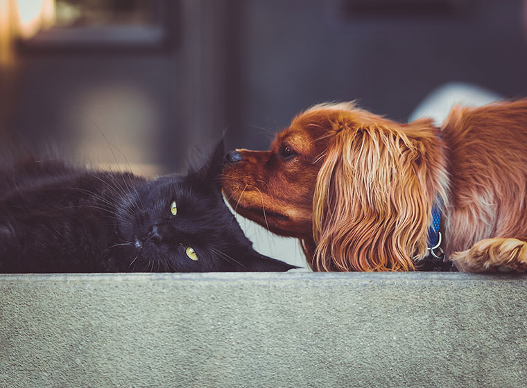 Hund und Katze aneinander gewöhnen