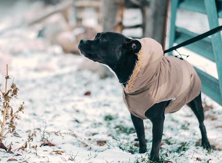 Hundemantel Ja Oder Nein Zooroyal Magazin