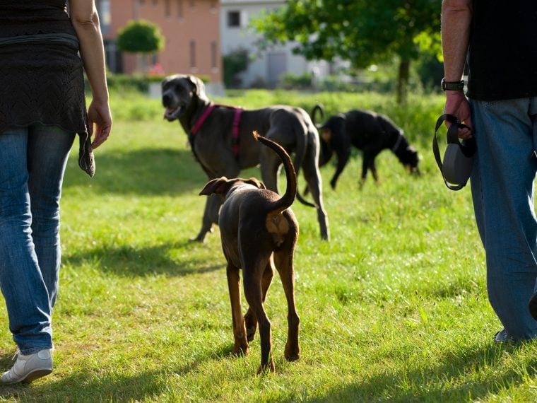 Hund beim Spaziergang auslasten