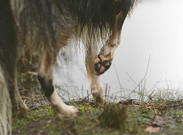 Hund Entzündete Pfote