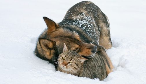 Winterpflege Hund und Katze