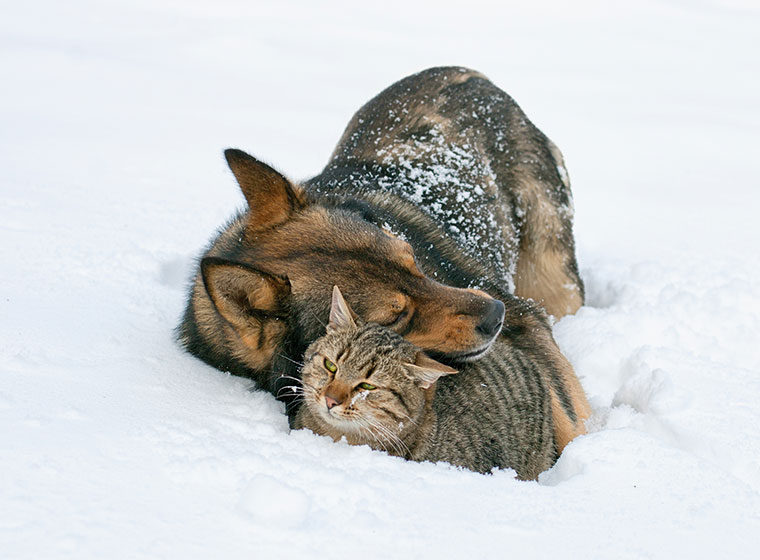 Winterpflege Hund und Katze