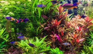 Neues Aquarium