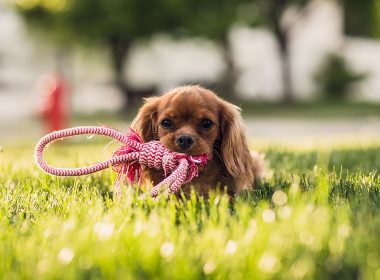 Beschäftigung für den Hund selber machen