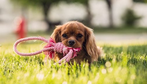 Beschäftigung für den Hund selber machen