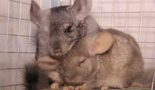 Chinchillas als Haustiere