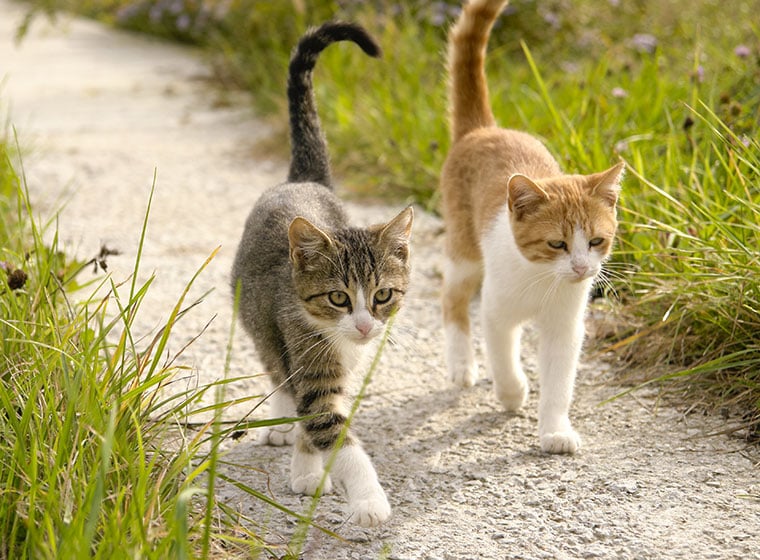 Freilaufende Katze An Wohnung Gewöhnen