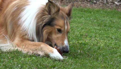 Inhaltsstoffe von Hundefutter