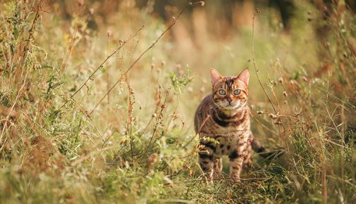 Getigerte Katze streift durch hohe Pflanzen in der Natur.