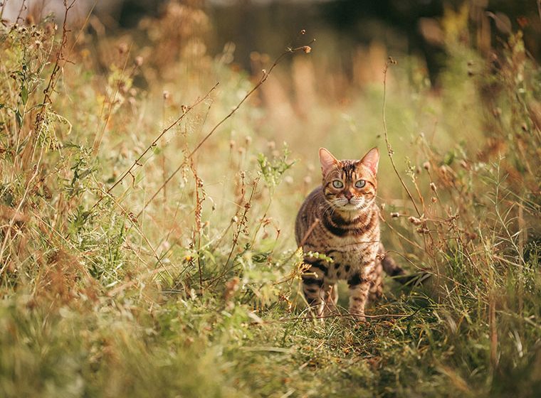 Getigerte Katze streift durch hohe Pflanzen in der Natur.
