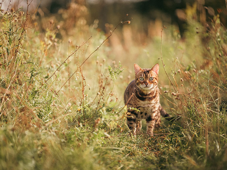 Getigerte Katze streift durch hohe Pflanzen in der Natur.