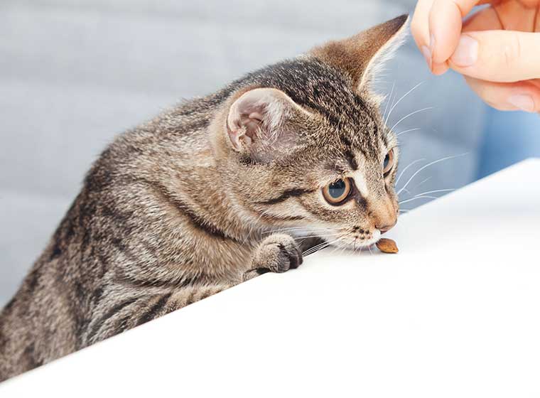 Katzenleckerchen Backen Für Die Katze Zooroyal Magazin