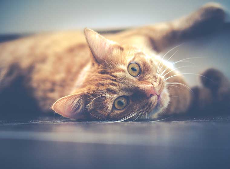 Paarungsverhalten von Katzen: Vorspiel und Deckakt