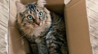 Umzug mit Katze