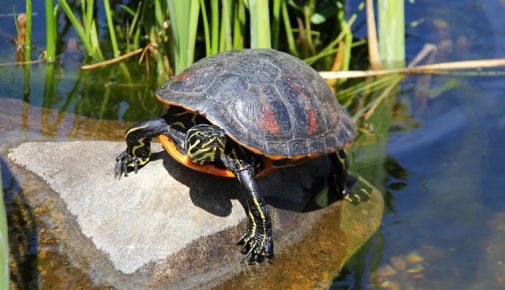 Wasserschildkröten