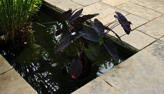 Amphibien im Gartenteich halten ZooRoyal Ratgeber
