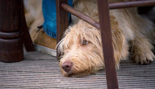 Lokalbesuch: mit Hund