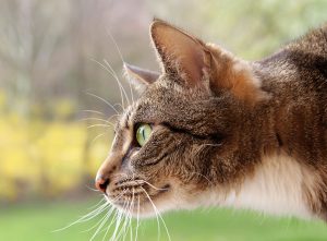 Katze als Teichräuber