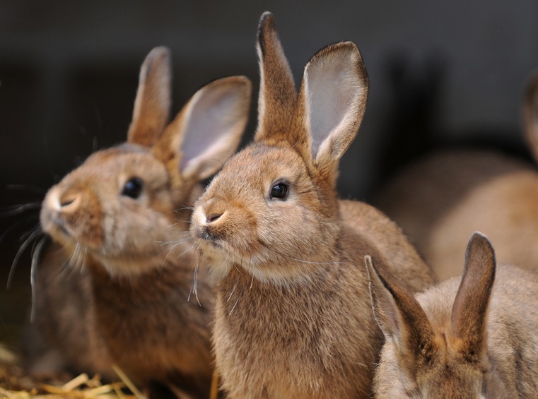 Kaninchen Ernährung: Kaninchen richtig füttern