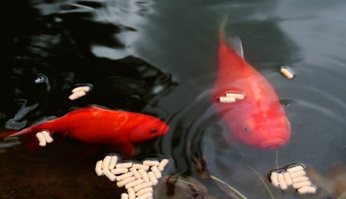 Leben im Teich Was tummelt sich da? ZooRoyal Magazin
