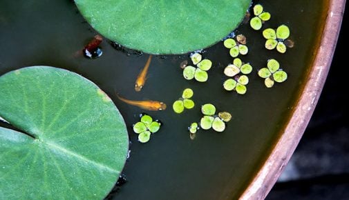 Teichbau mit Teichwanne