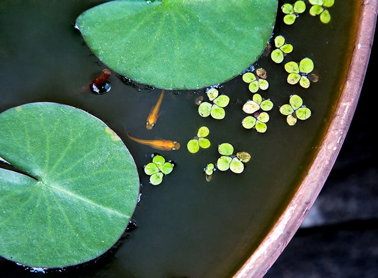 Alles zum Teichbau mit Teichwanne