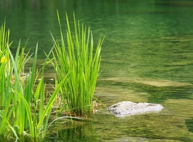 Xylit Walzen: Natürliche Teichreinigung