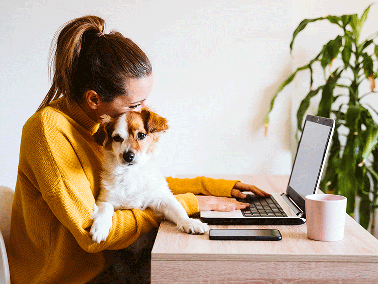 Bürohund
