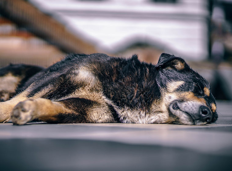 im Haushalt: Was ist für den Hund?