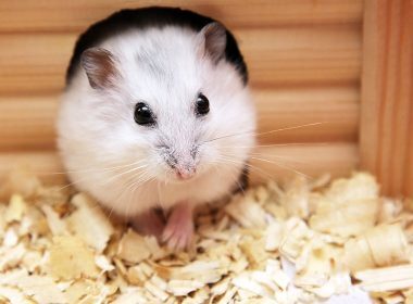 Hamsterkäfig