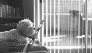 Hund im Büro