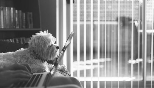 Hund im Büro