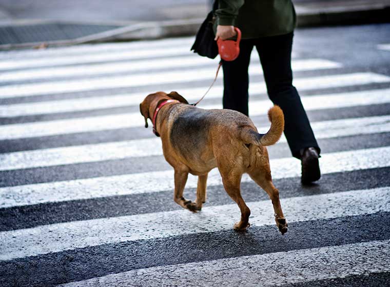 Hundebeleuchtung: Braucht dein Hund nachts Beleuchtung?