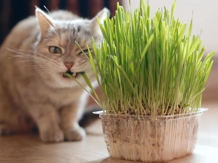 Katze frisst an einem Topf mit frischem Katzengras.