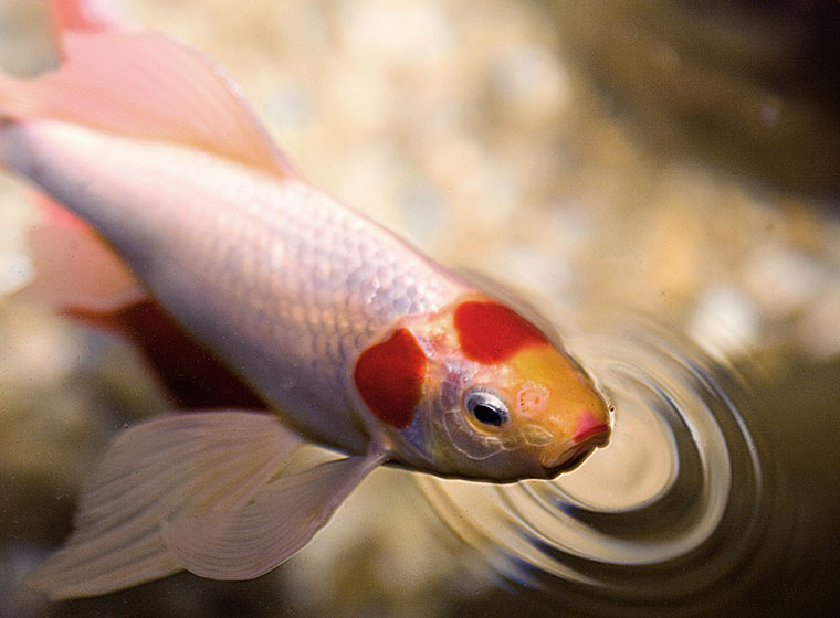 Mit beule am kopf fisch Harte Beule