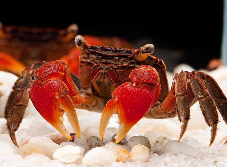 Krabben aquarium - Die Auswahl unter den verglichenenKrabben aquarium
