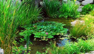 Naturteich ohne Technik